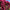 BUY 1 GET 1 FREE 2000+ Zinnia flower seeds Four seasons easy to sow step by step flower seeds landscape flower sea zinnia seeds