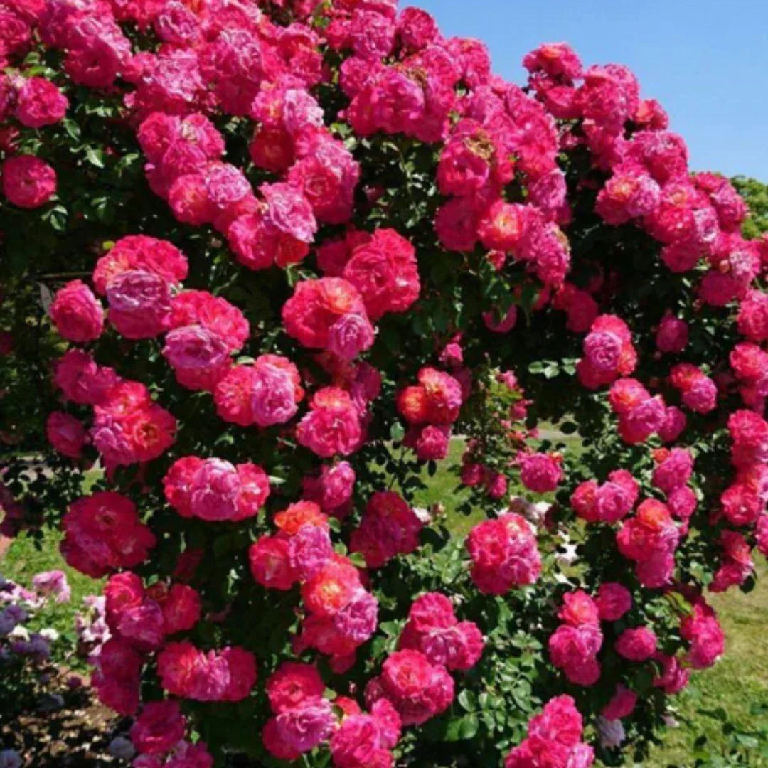 BUY 1 GET 1 FREE 2000+ Zinnia flower seeds Four seasons easy to sow step by step flower seeds landscape flower sea zinnia seeds