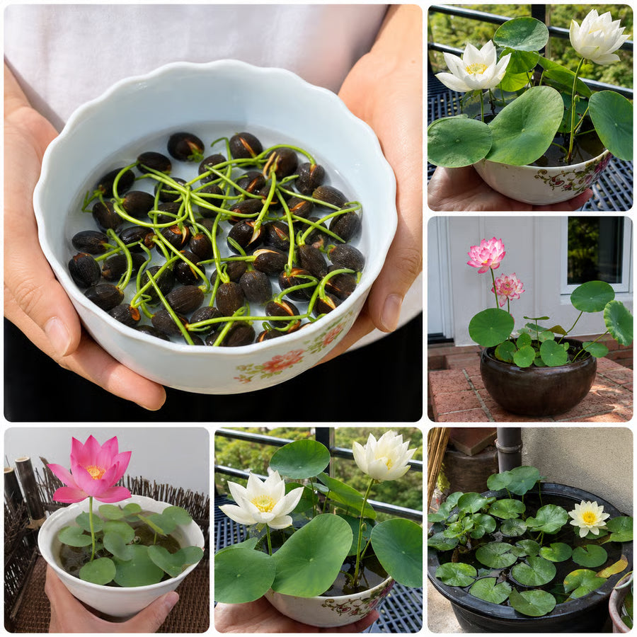 50 Mixed Color Lotus Seeds – Grow Stunning Water Lilies in Pots, Ponds & Water Gardens