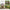 50 Mixed Color Lotus Seeds – Grow Stunning Water Lilies in Pots, Ponds & Water Gardens