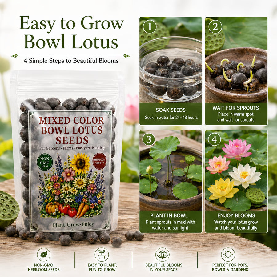 50 Mixed Color Lotus Seeds – Grow Stunning Water Lilies in Pots, Ponds & Water Gardens