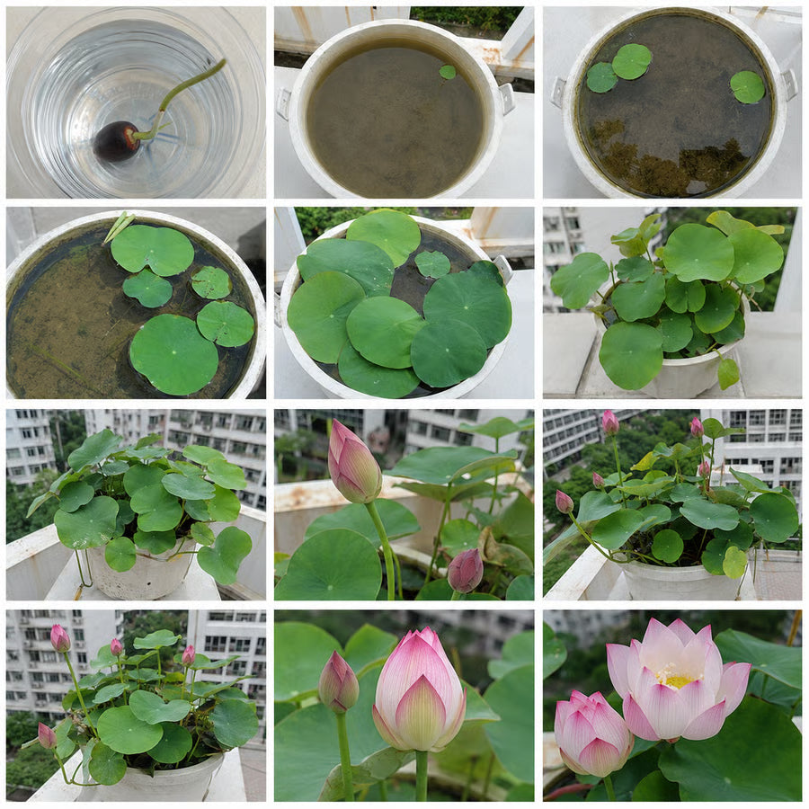 50 Mixed Color Lotus Seeds – Grow Stunning Water Lilies in Pots, Ponds & Water Gardens