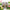 50 Mixed Color Lotus Seeds – Grow Stunning Water Lilies in Pots, Ponds & Water Gardens