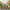 50 Mixed Color Lotus Seeds – Grow Stunning Water Lilies in Pots, Ponds & Water Gardens