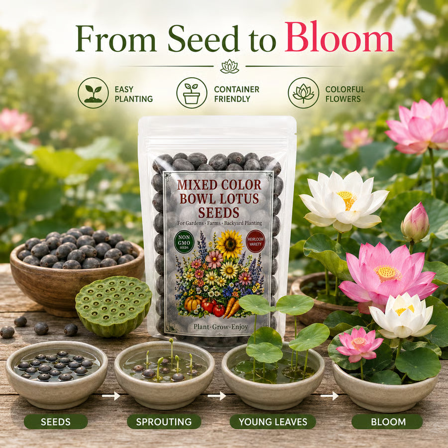 50 Mixed Color Lotus Seeds – Grow Stunning Water Lilies in Pots, Ponds & Water Gardens