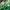 50 Mixed Color Lotus Seeds – Grow Stunning Water Lilies in Pots, Ponds & Water Gardens