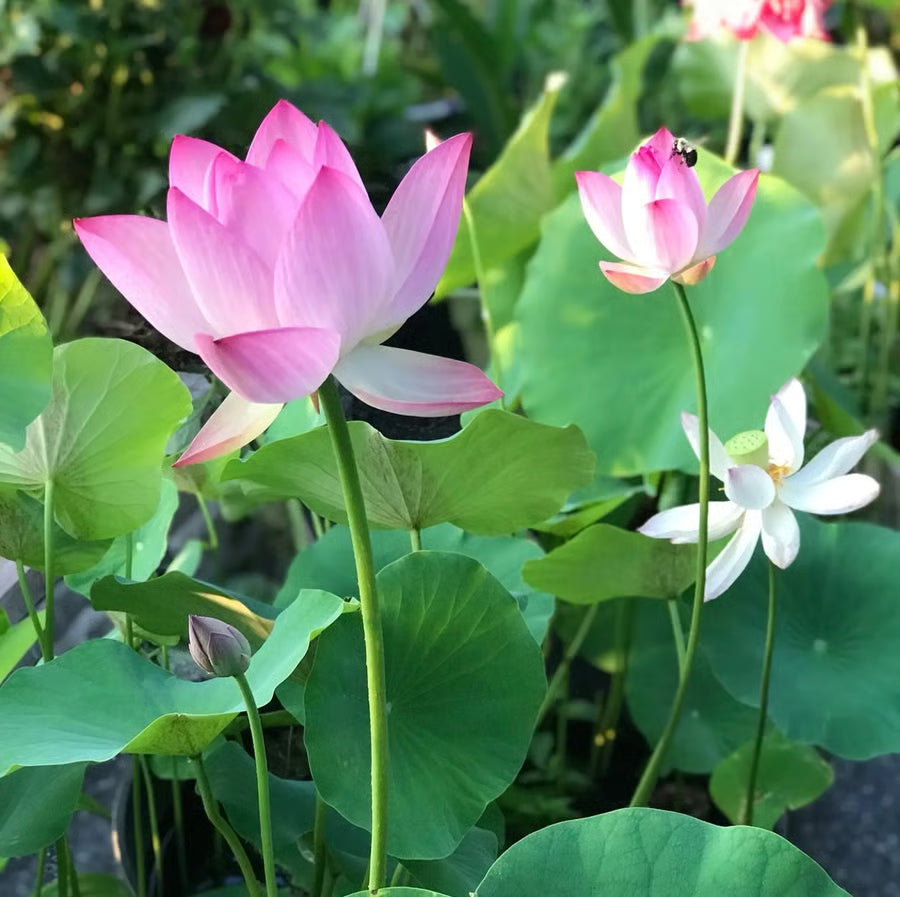 50 Mixed Color Lotus Seeds – Grow Stunning Water Lilies in Pots, Ponds & Water Gardens
