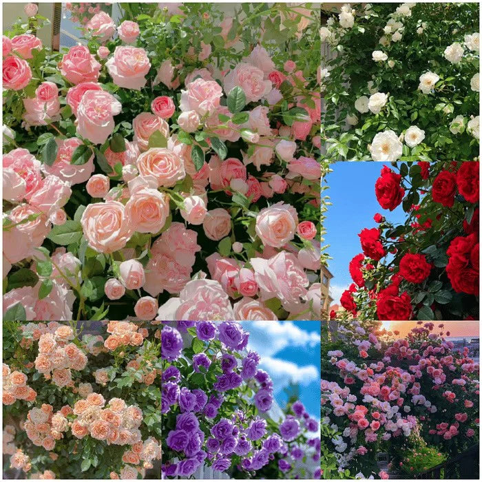 BUY 1 GET 1 FREE 2000+ Zinnia flower seeds Four seasons easy to sow step by step flower seeds landscape flower sea zinnia seeds